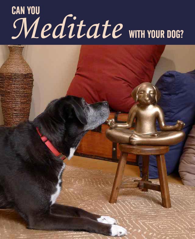 Can You Meditate With Your Dog?