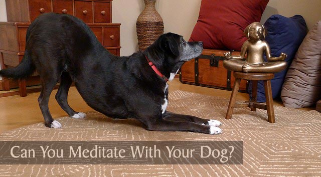 Can You Meditate With Your Dog?