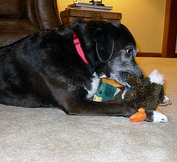 Dog Chewing on Duck Toy