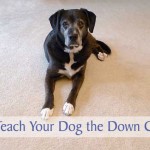 How to Teach Your Dog the Down Command