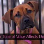 How Our Tone of Voice Affects Dogs