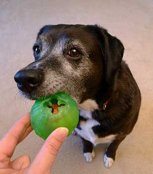 Starmark Chew Ball Treat Dispenser Dog Toy
