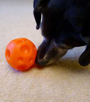 Toys “R” Us Ball Treat Dispenser Dog Toy