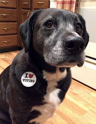 Voting Dog