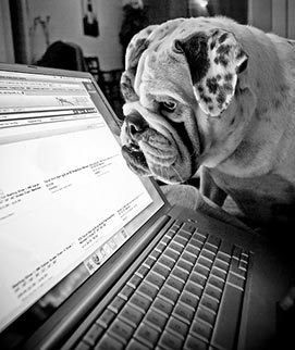 Dog Searching Internet
