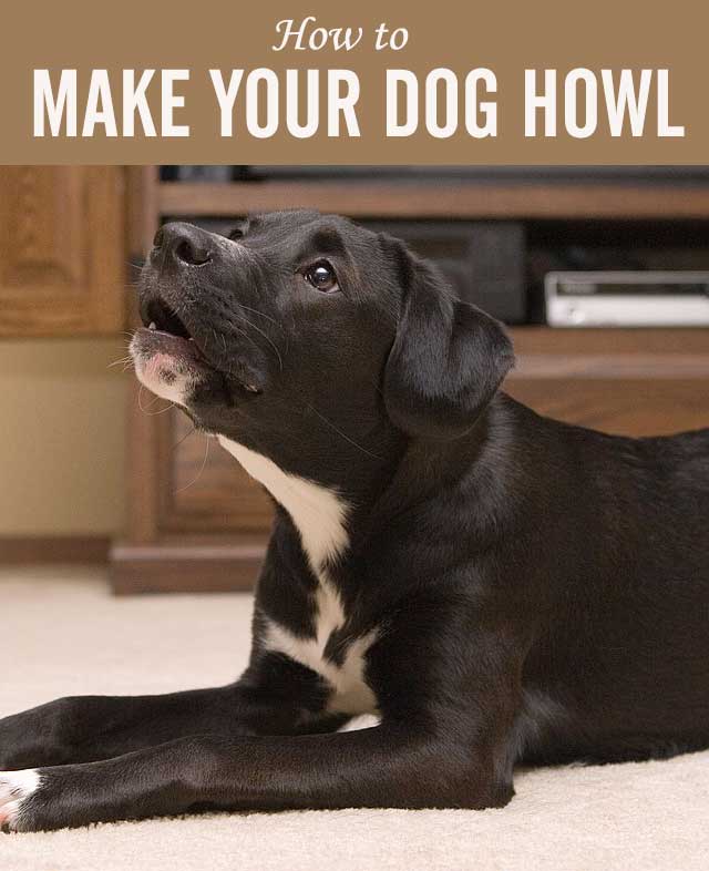 How to Make Your Dog Howl