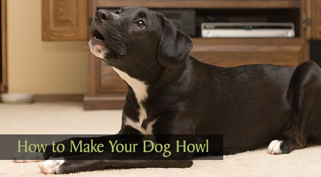 how do i stop my dog howling