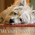 Doing Your Part to Make Vet Visits Productive