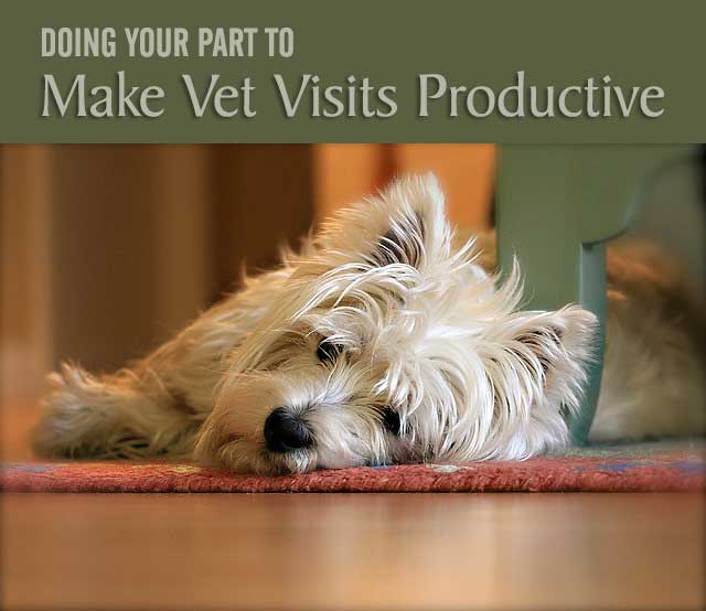 Doing Your Part to Make Vet Visits Productive