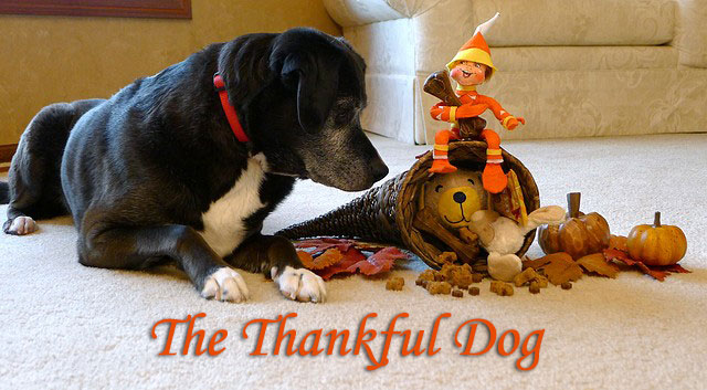 The Thankful Dog