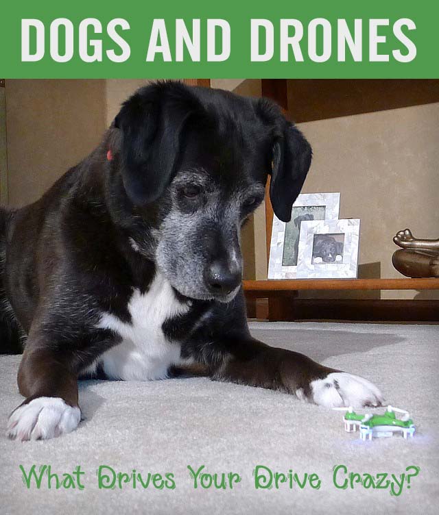 What Drives Your Dog Crazy - Dogs and Drones