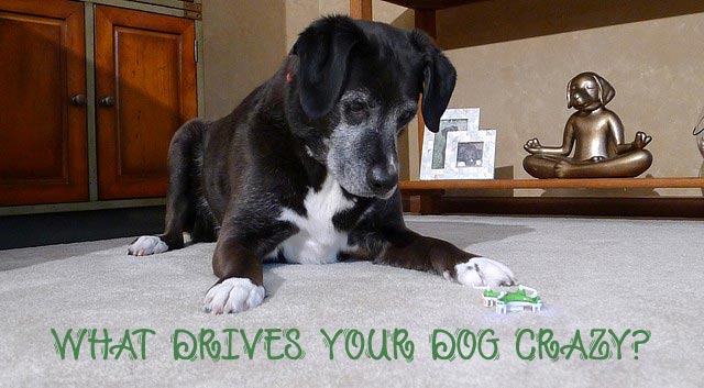 What Drives Your Dog Crazy?
