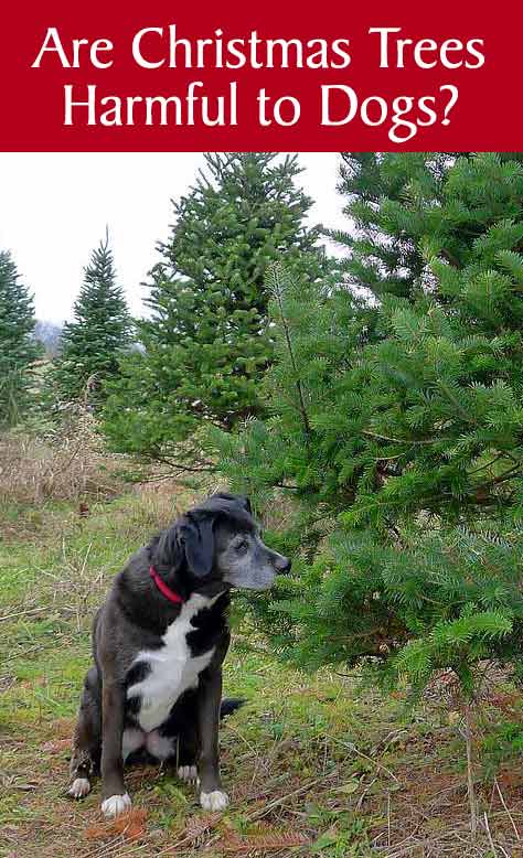 are pine trees bad for dogs