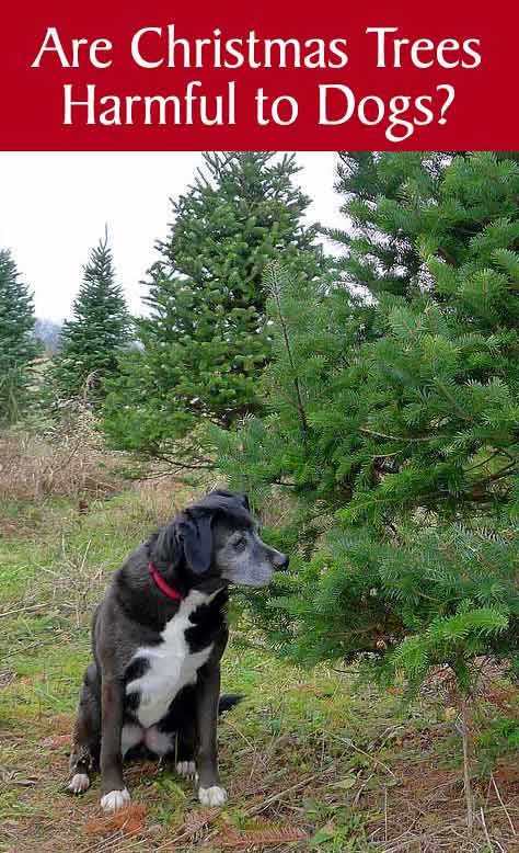 do pine needles hurt dogs