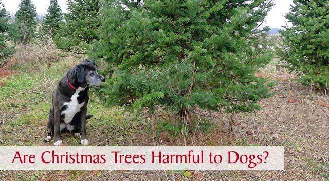 are pine trees bad for dogs