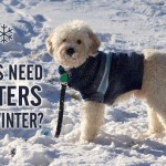 Do Dogs Need Sweaters in the Winter?
