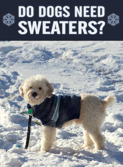 do sweaters help dogs