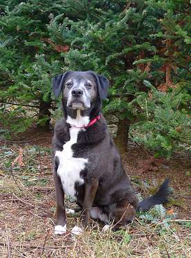 Dog at Christmas Tree Farm