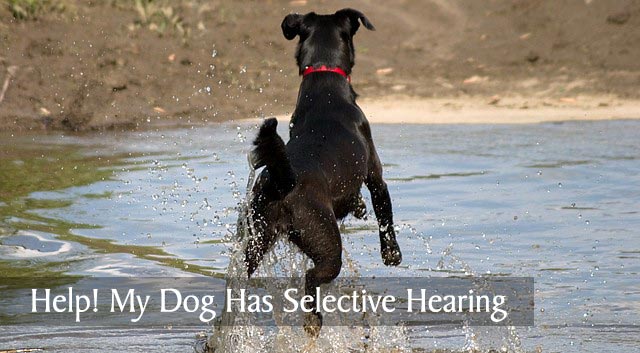 My Dog Has Selective Hearing