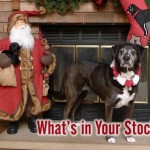 What's in Your Stocking?