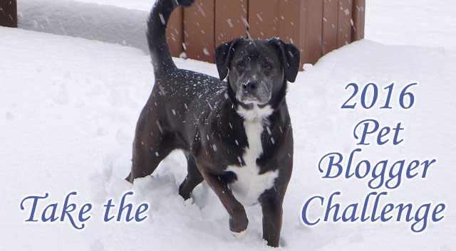 Take the 2016 Pet Blogger Challenge