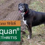 Our Success With Adequan for Arthritis