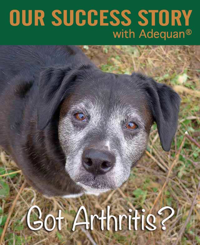 Our Success with Adequan for Arthritis