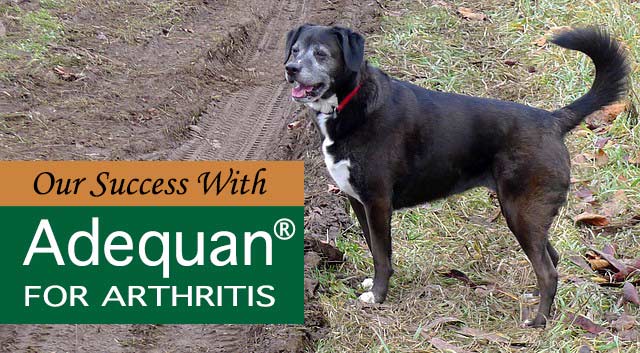 Our Success With Adequan for Arthritis