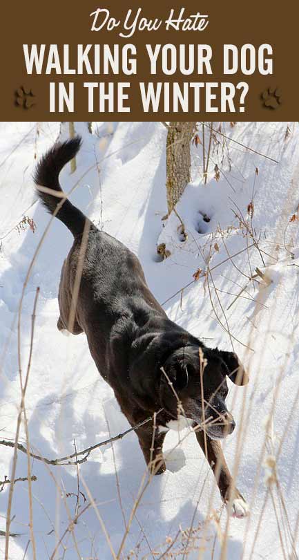 Do You Hate Walking Your Dog in the Winter?