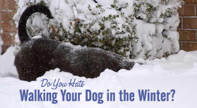 Do You Hate Walking Your Dog in the Winter?