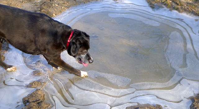 Dog on Ice Puddle