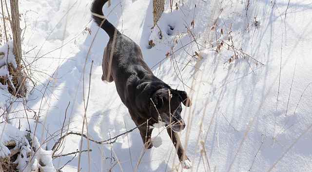 Snow Hike with Dog