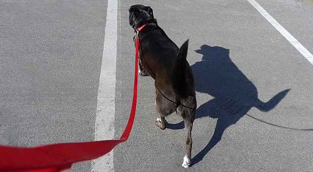 Dog Shadow