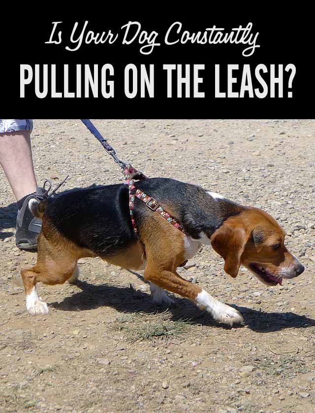 why does my dog always pull on the leash