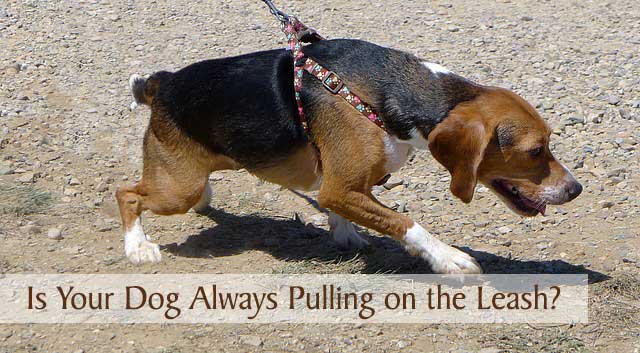 Is Your Dog Always Pulling on the Leash?