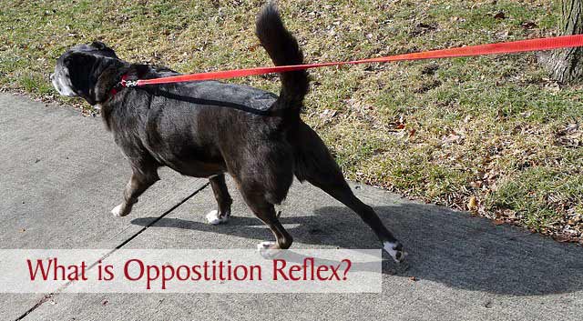 What is Opposition Reflex?