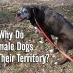 Why Do Female Dogs Mark Their Territory?