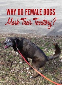 Why Do Female Dogs Mark Their Territory?