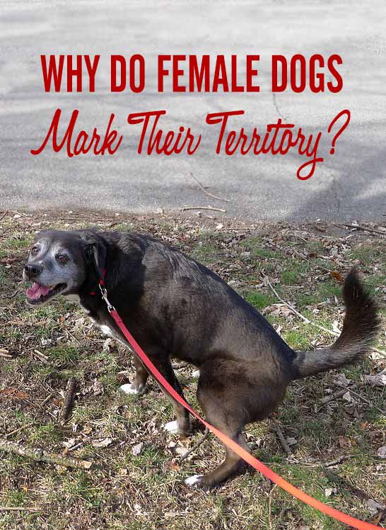 do female dogs mark like male dogs