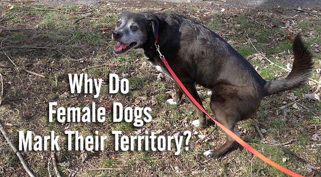 Why Do Female Dogs Mark Their Territory?