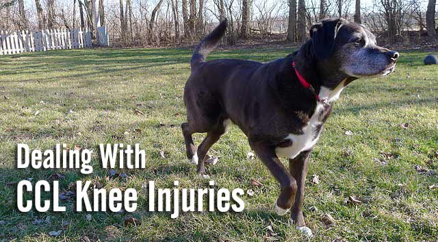 Dealing with CCL Knee Injuries in Dogs | Chasing Dog Tales