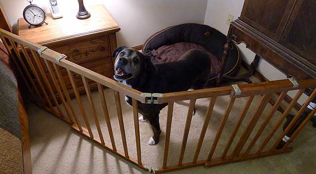 DIY Dog Pen