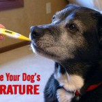 How to Take Your Dog's Temperature
