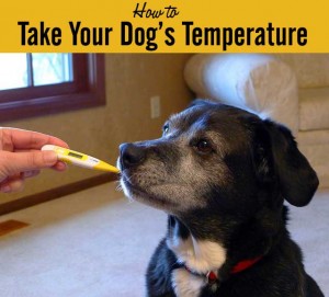 How to Take Your Dog's Temperature