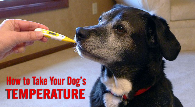 How to Take Your Dog's Temperature