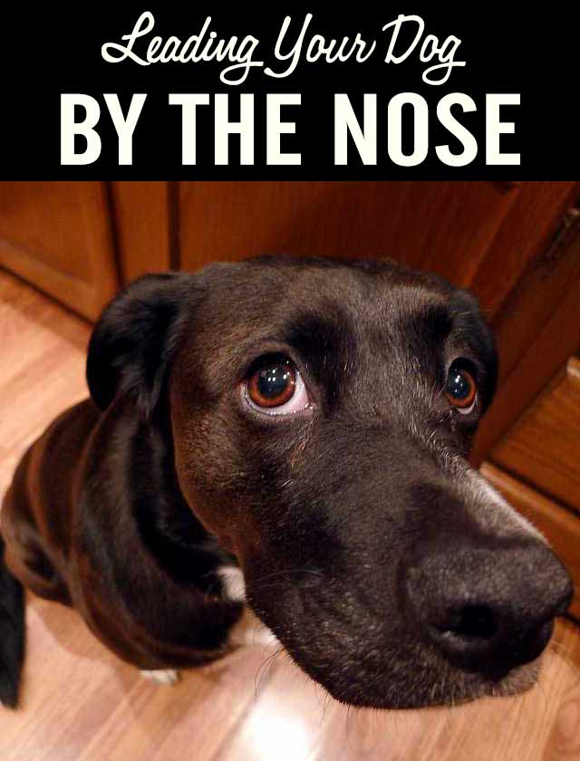 Leading Your Dog by the Nose