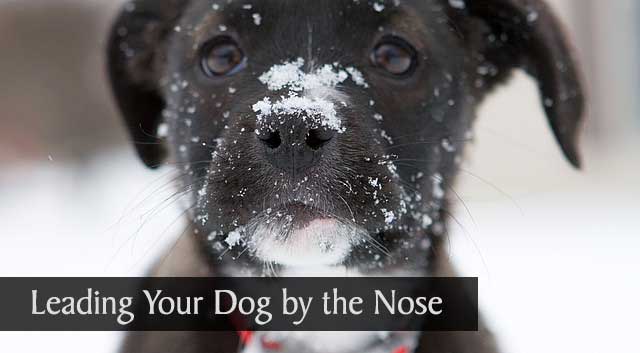 Leading Your Dog by the Nose