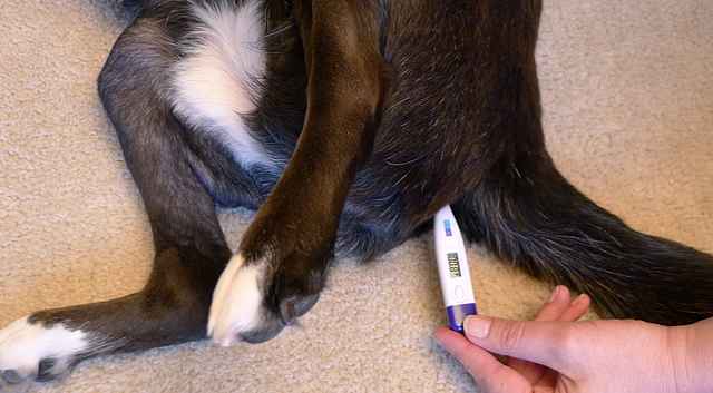 Taking Your Dog's Temperature