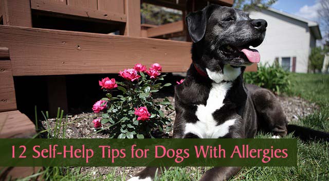 12 Self-Help Tips for Dogs With Allergies