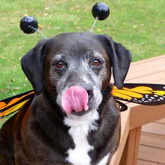 Butterfly Dog